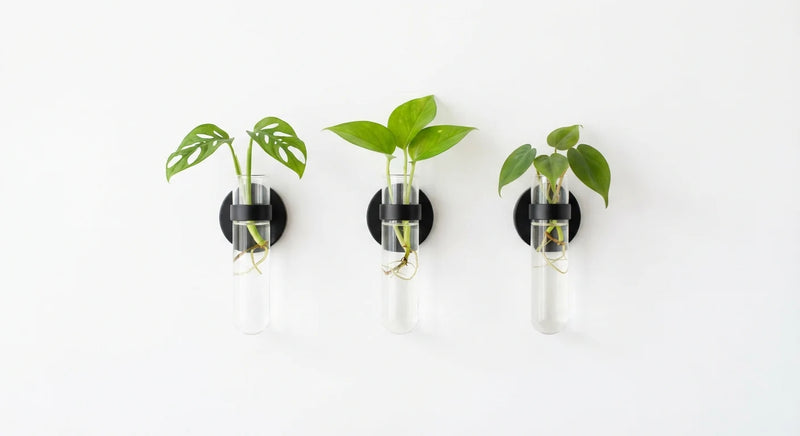 White background image of magnetic wall propagation vase set