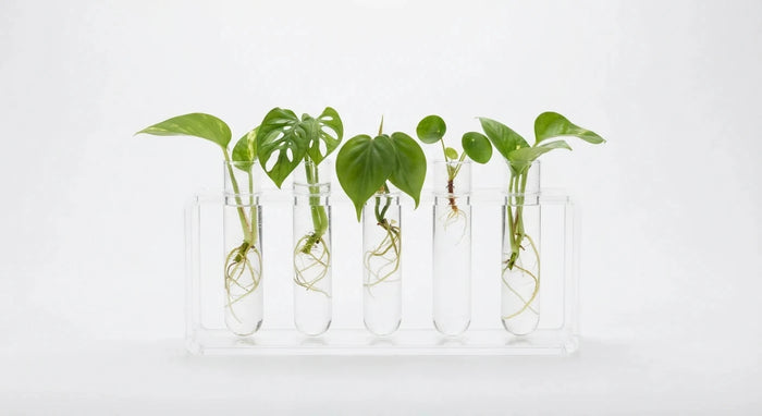 White background image of mini humidity tray for pots