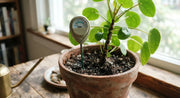 Soil Moisture Meter for Houseplants and Container Plants in a real plant-care setting