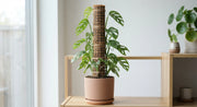Stackable Moss Pole Set for Climbing Houseplants in a real plant-care setting